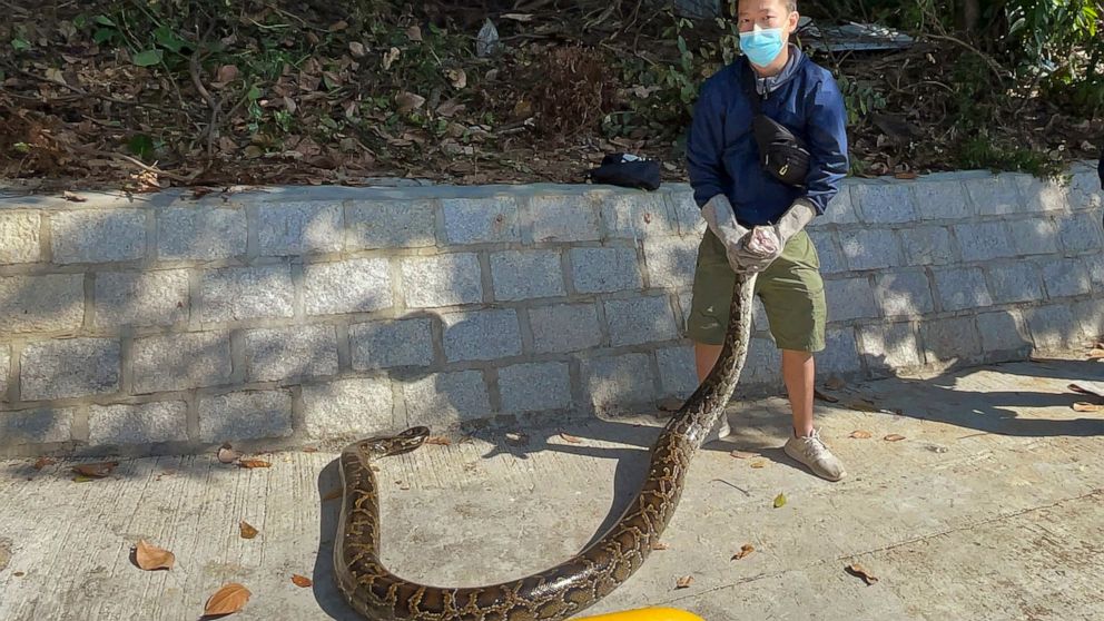 No snake soup for Hong Kong’s young snake catcher